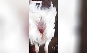 Nigerian Yoruba Boy Caught Having Sex With A Turkey