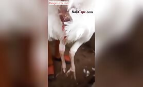 Nigerian Yoruba Boy Caught Having Sex With A Turkey